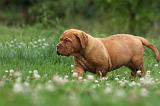 DOGUE DE BORDEAUX 273